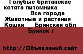 Голубые британские котята питомника Silvery Snow. - Все города Животные и растения » Кошки   . Брянская обл.,Брянск г.